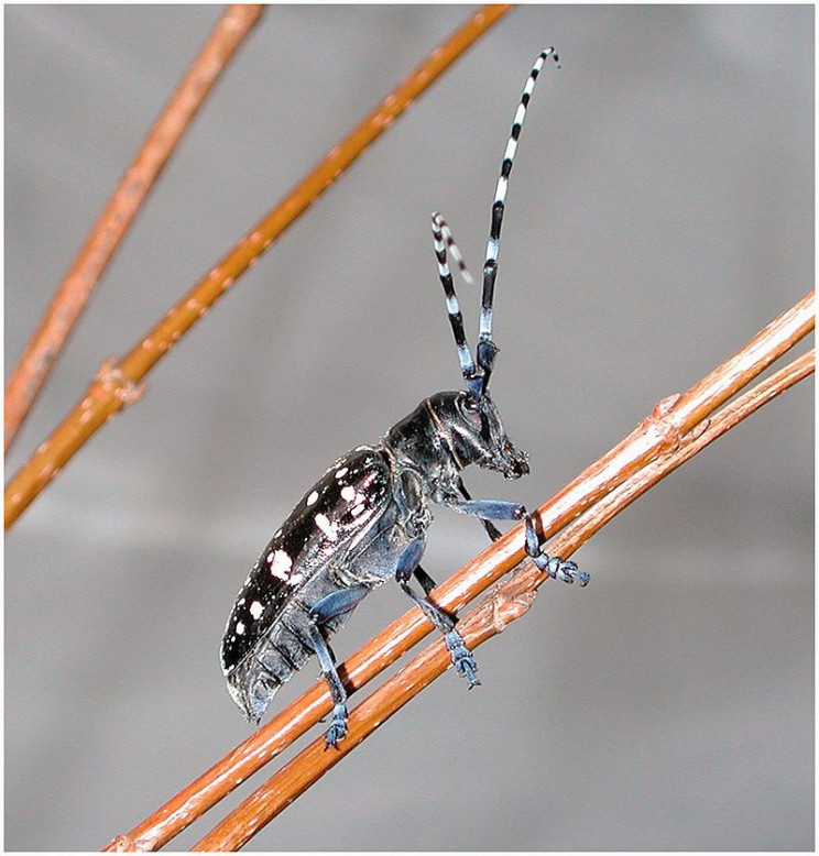 invasive species long horned beetle