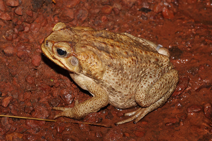 invasive species cane toad