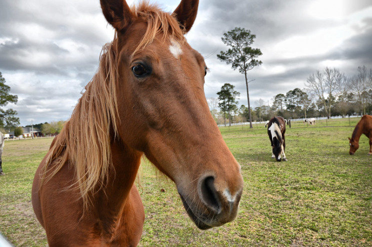 invasive species horses