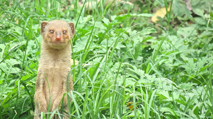 invasive species small indian mongoose
