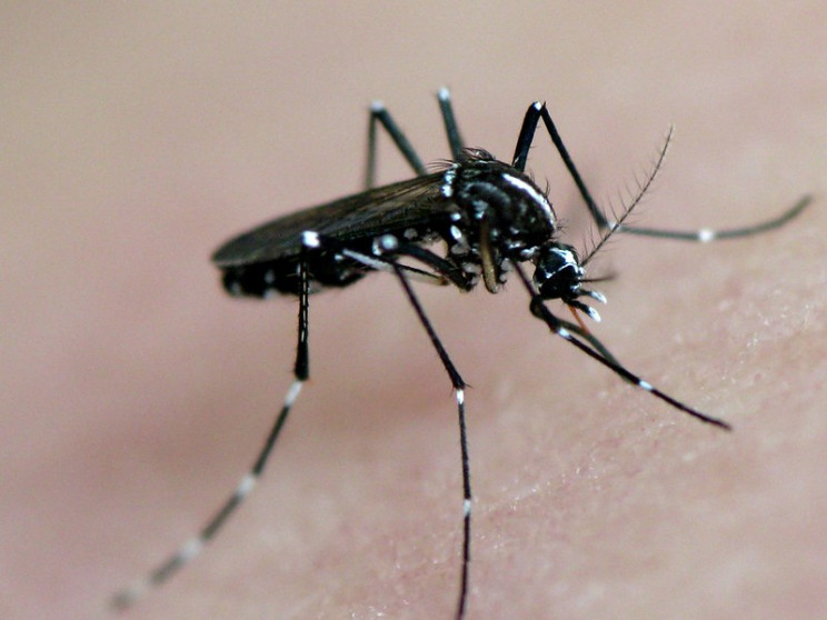 invasive species tiger mosquito