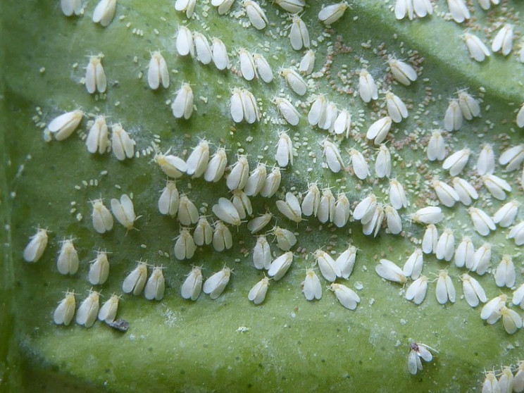 invasive species whitefly