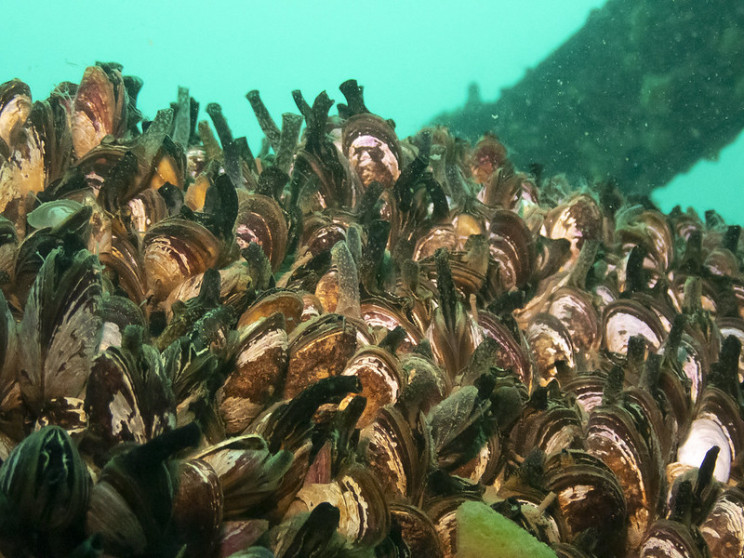 invasive species zebra mussels