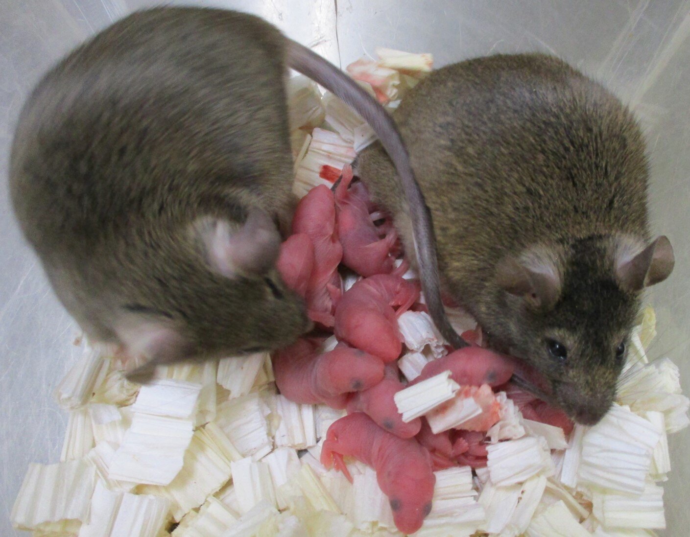 Scientists Find Ingenious Way of Mailing Freeze-Dried Mouse Sperm on a Postcard Scientists Find Ingenious Way of Mailing Freeze-Dried Mouse Sperm on a Postcard