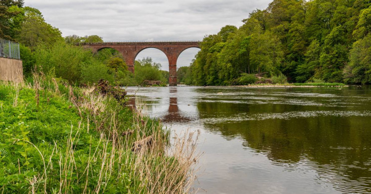 Pet Flea Meds Ravage River Ecosystems in England, Study Finds