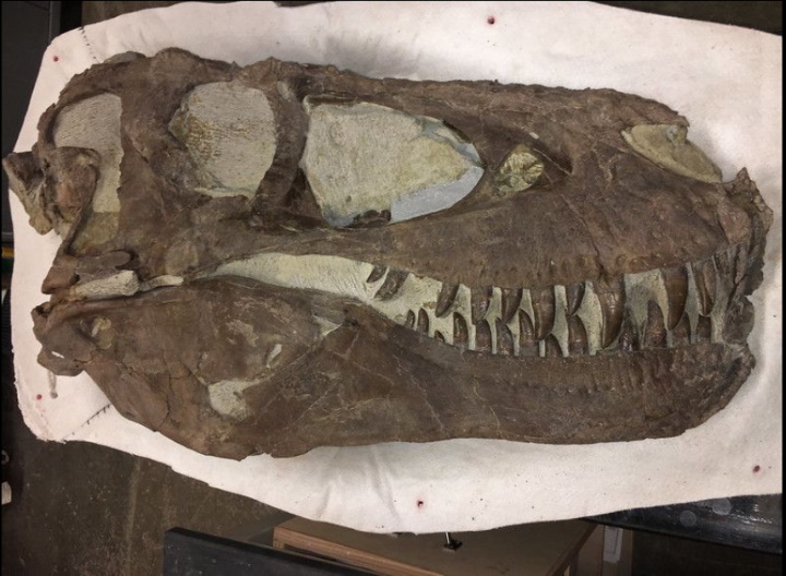 Head of Teratophoneus Tyrannosaurus Head of Teratophoneus Tyrannosaurus