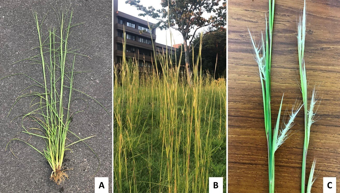 Invasive Weed Found to Kill off Cancer Cells, Prevent Type 2 Diabetes Invasive Weed Found to Kill off Cancer Cells, Prevent Type 2 Diabetes