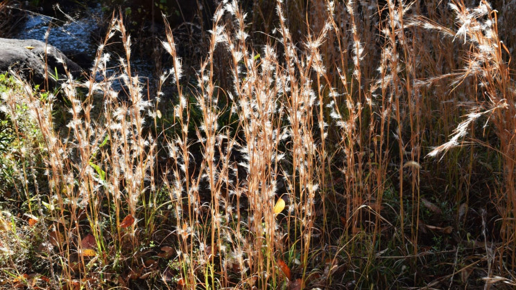 Invasive Weed Found to Kill off Cancer Cells, Prevent Type 2 Diabetes