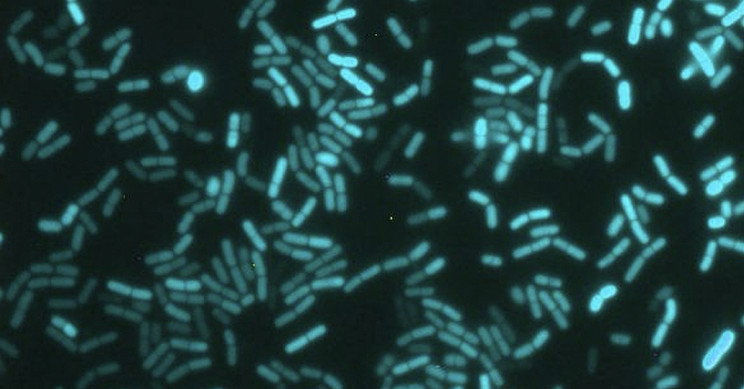 Bacteria Have Internal Clocks Just Like Humans, Scientist Confirm