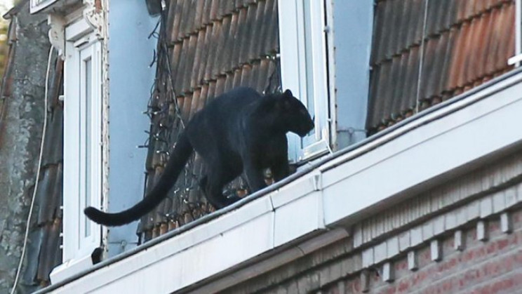 A Black Panther Hangs Out on Rooftops in Small French Town