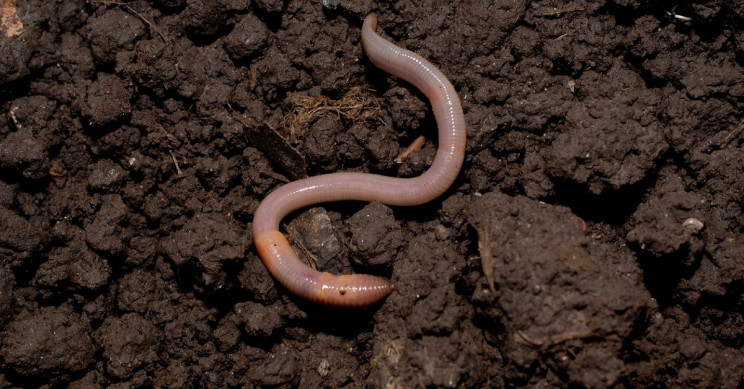 Microplastics in Topsoil Stunt the Growth of Earthworms
