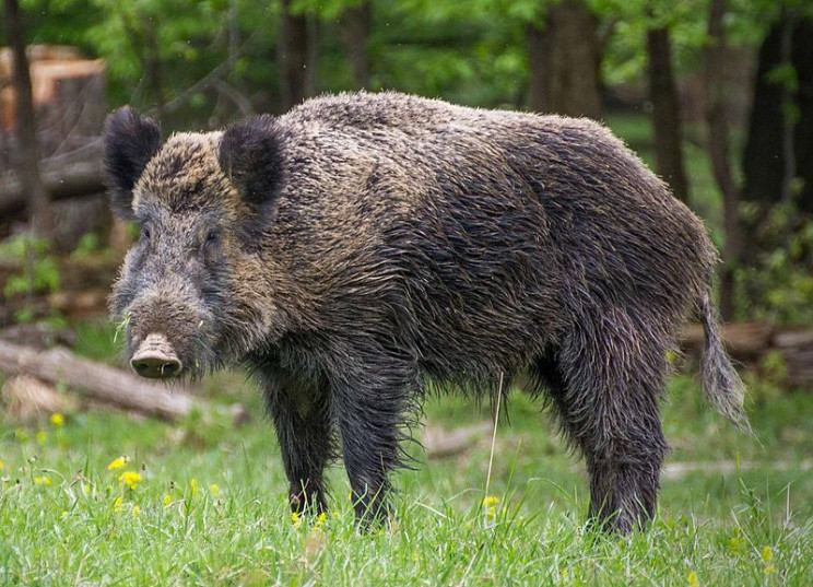 African Swine Fever-Infected Meat Was Discovered in the UK For First Time
