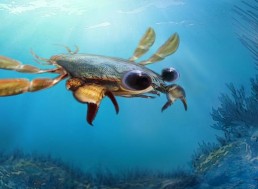 This Cartoonish Newly Discovered Crab Looks like a Rejected Disney Character