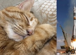 The Passionate Cat Owner Wants to Send His Deceased Pet Into Space