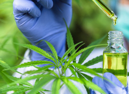 Cannabis Might Block COVID-19 Infection, Study Shows