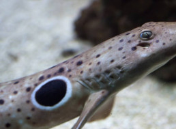 Don't Swim Now: Four New Species of Walking Sharks Discovered