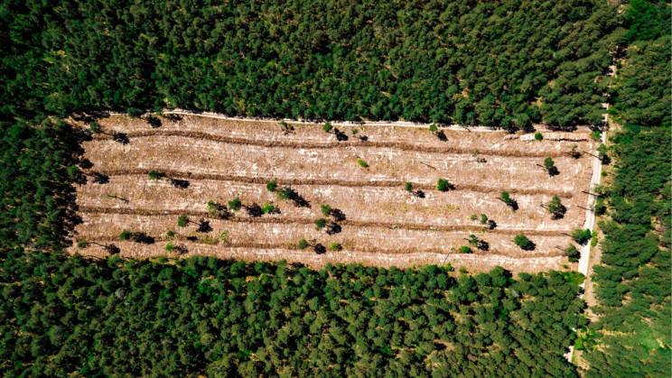 Deforestation and Palm Oil Plantations Could Trigger the Next Pandemic