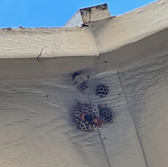 Remember Murder Hornets? New Report Confirms They're Back Remember Murder Hornets? New Report Confirms They're Back