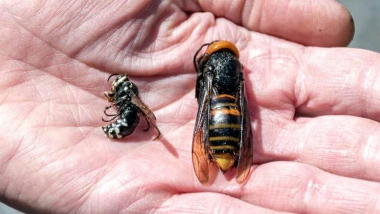 Remember Murder Hornets? New Report Confirms They're Back