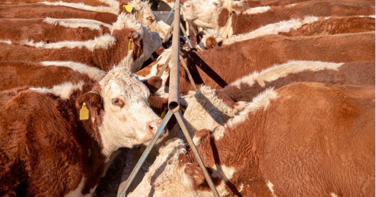 Goldsmiths University of London Bans Beef Burgers; Taxes Plastic Water Bottles