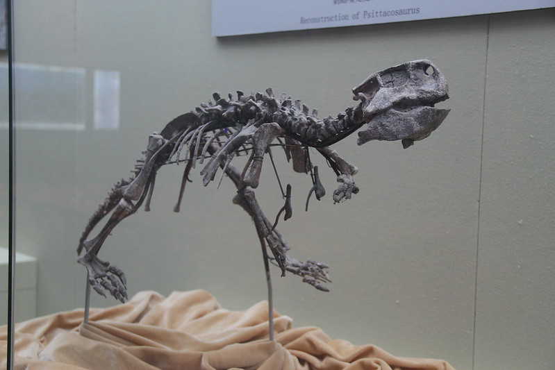 flesh on the bones Psittacosaurus