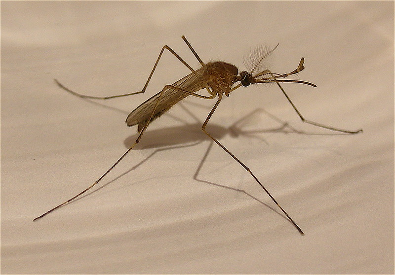 mosquito blood suckers