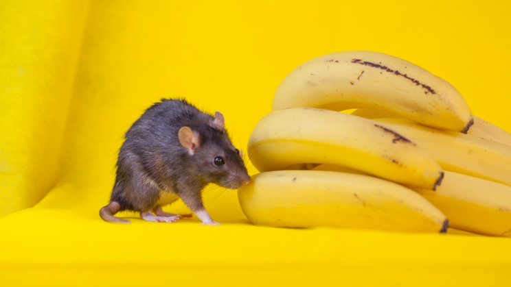 A coincidental finding shows that male mice are afraid of bananas. Here's why