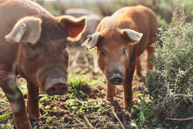 burning pigs