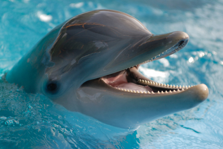 war animals dophins