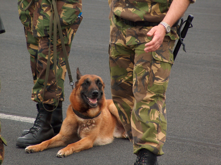 war dog