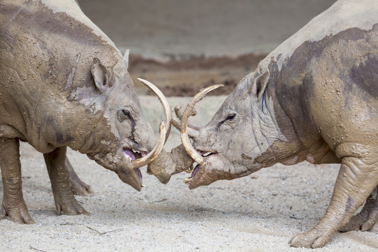 war pigs 1