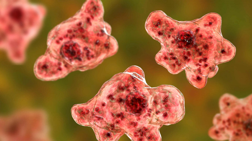 This map shows which US lakes contain brain-eating amoebas - Vimarsana News