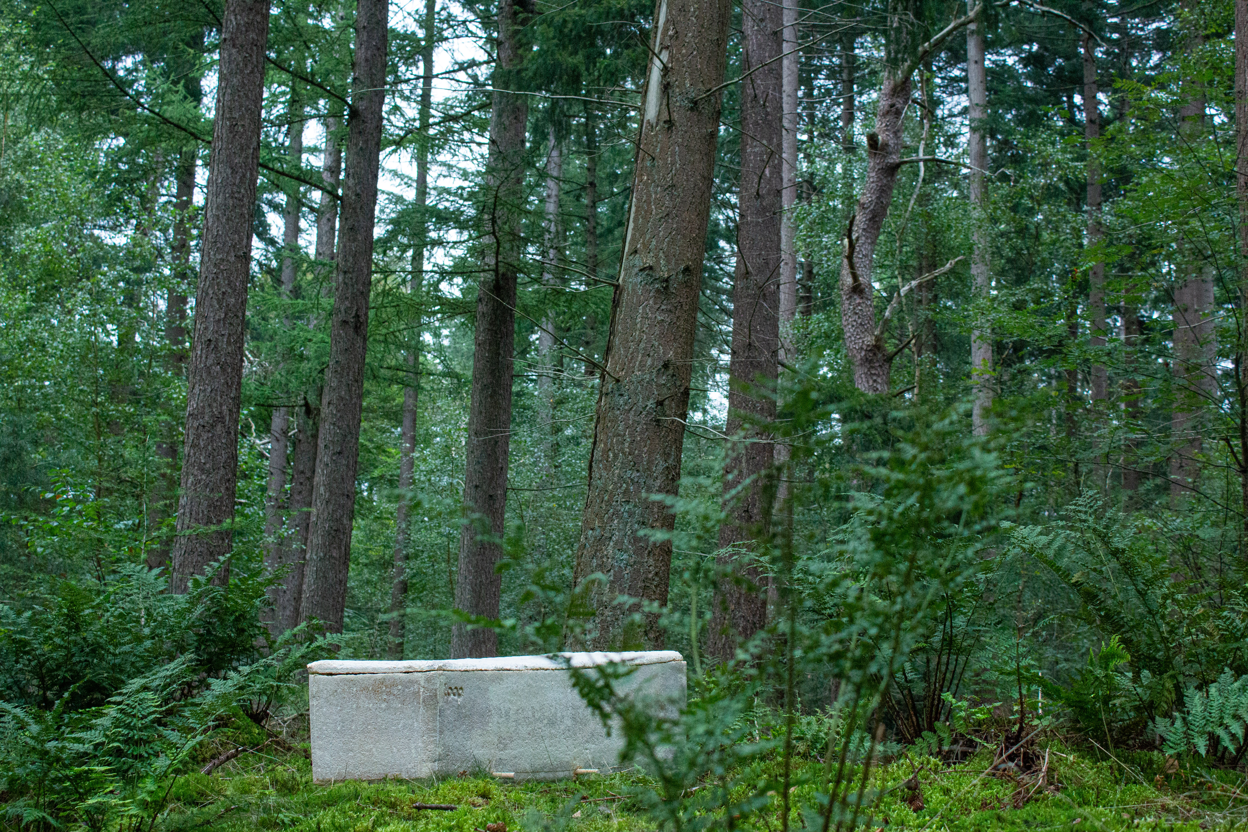Dutch Startup Creates 'Living Coffin' That's Grown, Not Built Dutch Startup Creates 'Living Coffin' That's Grown, Not Built