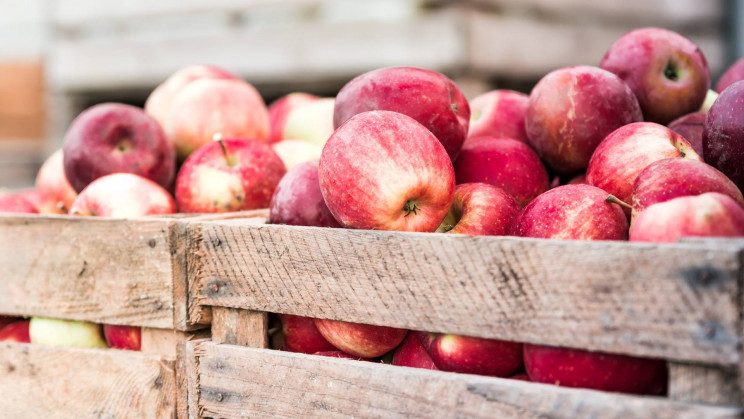 Retired engineer saves 1,200 types of apples from extinction