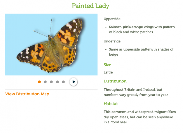 Millions of 'Painted Lady' Butterflies Could Arrive in the U.K. This Summer