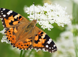 Millions of 'Painted Lady' Butterflies Could Arrive in the U.K. This Summer