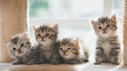 Beijing Biotech Company Makes Consumer Cat Cloning a Real Thing