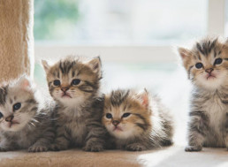 Beijing Biotech Company Makes Consumer Cat Cloning a Real Thing