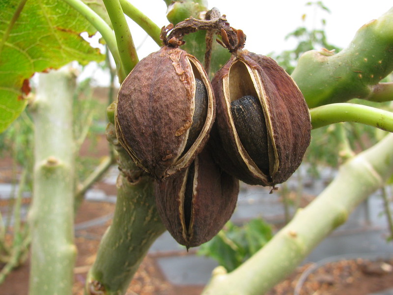 examples of biofuel Jatropha