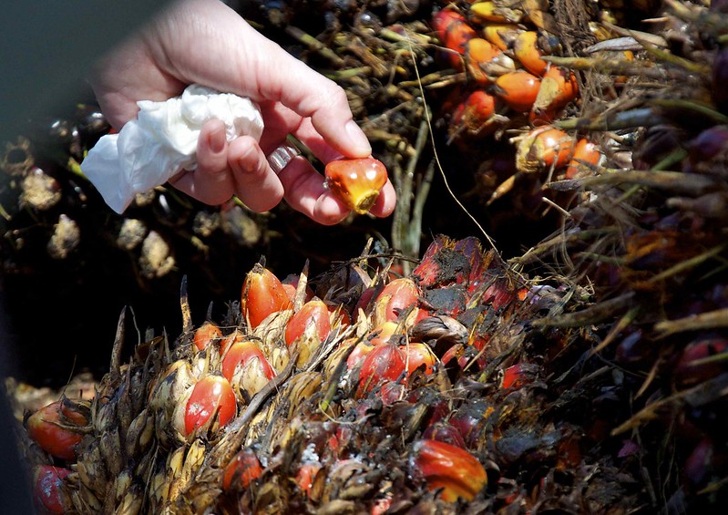 biofuel examples palm oil biofuel examples palm oil