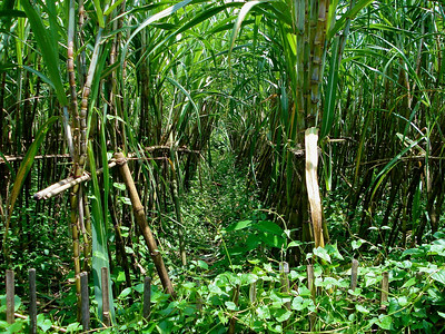 biofuel sources sugarcane biofuel sources sugarcane