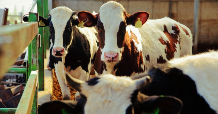 Cows Need a Best Friend Too