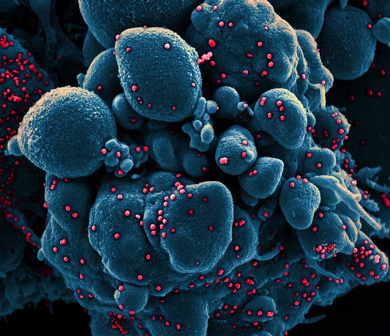 COVID-19 Is Mutating, but Not Fast Enough to Significantly Hinder a Vaccine COVID-19 Is Mutating, but Not Fast Enough to Significantly Hinder a Vaccine