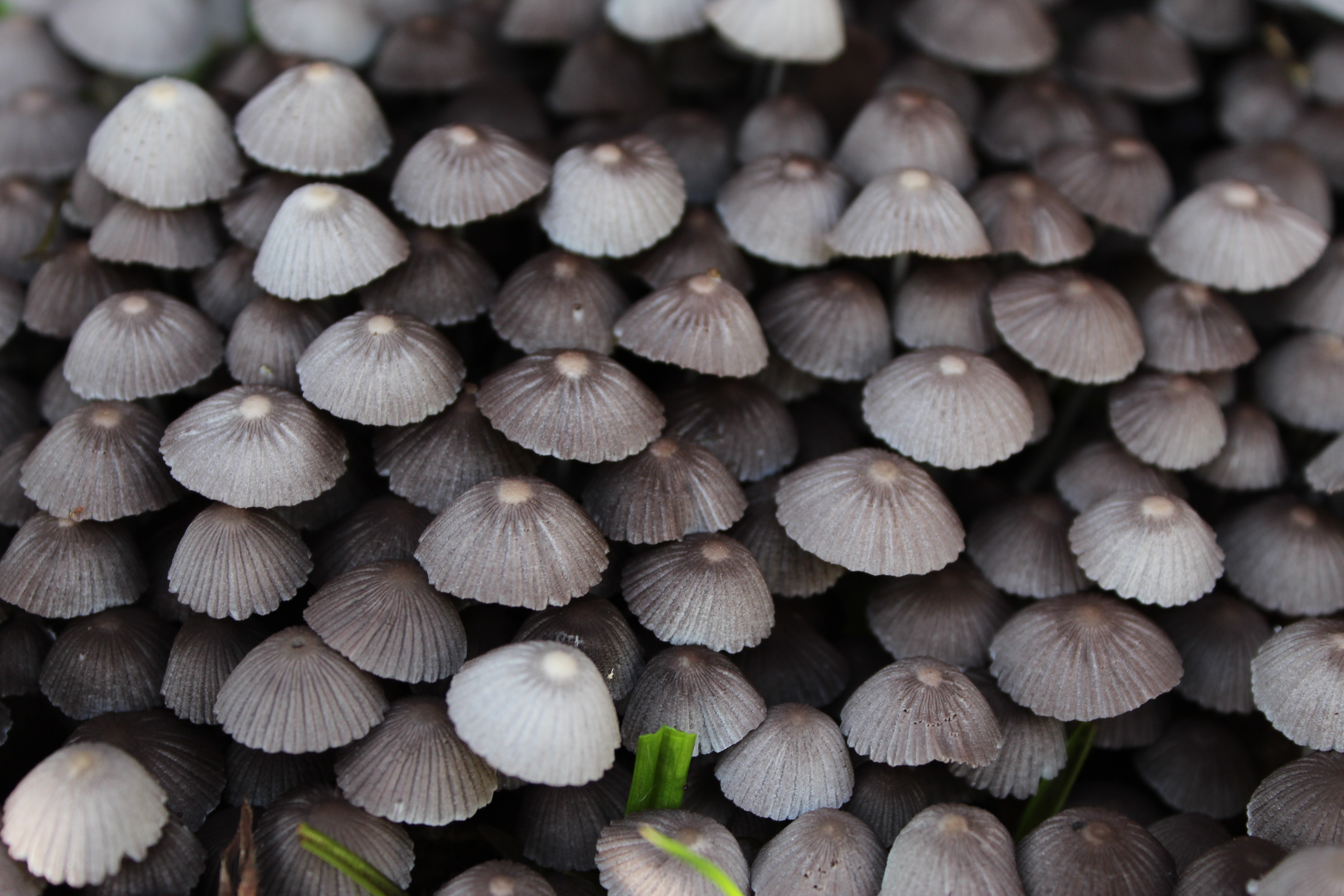 A wall of small grey mushrooms cling to the side of a fallen tree.