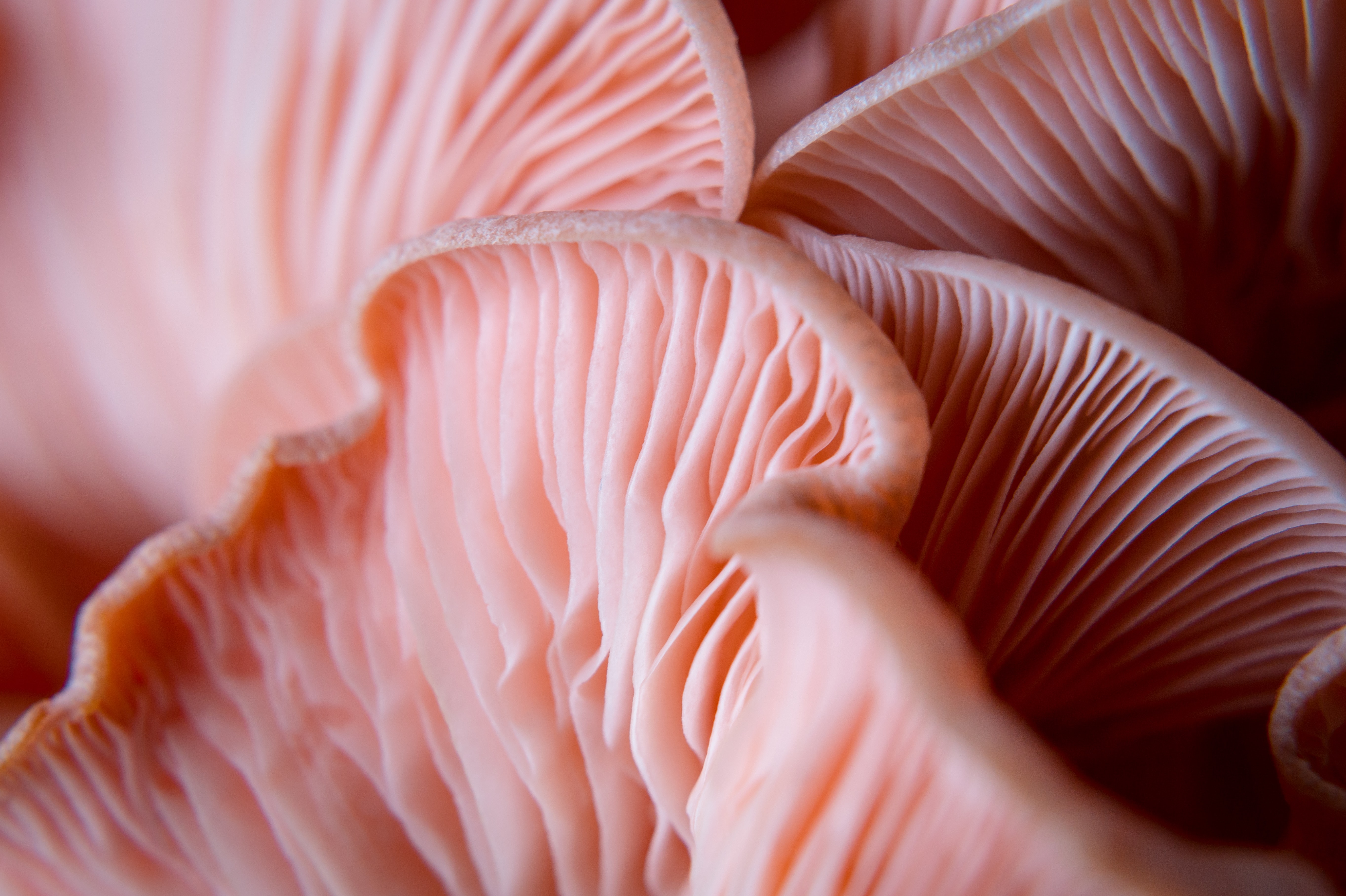 The fleshy underside of a mushroom, thin gills lined up side by side