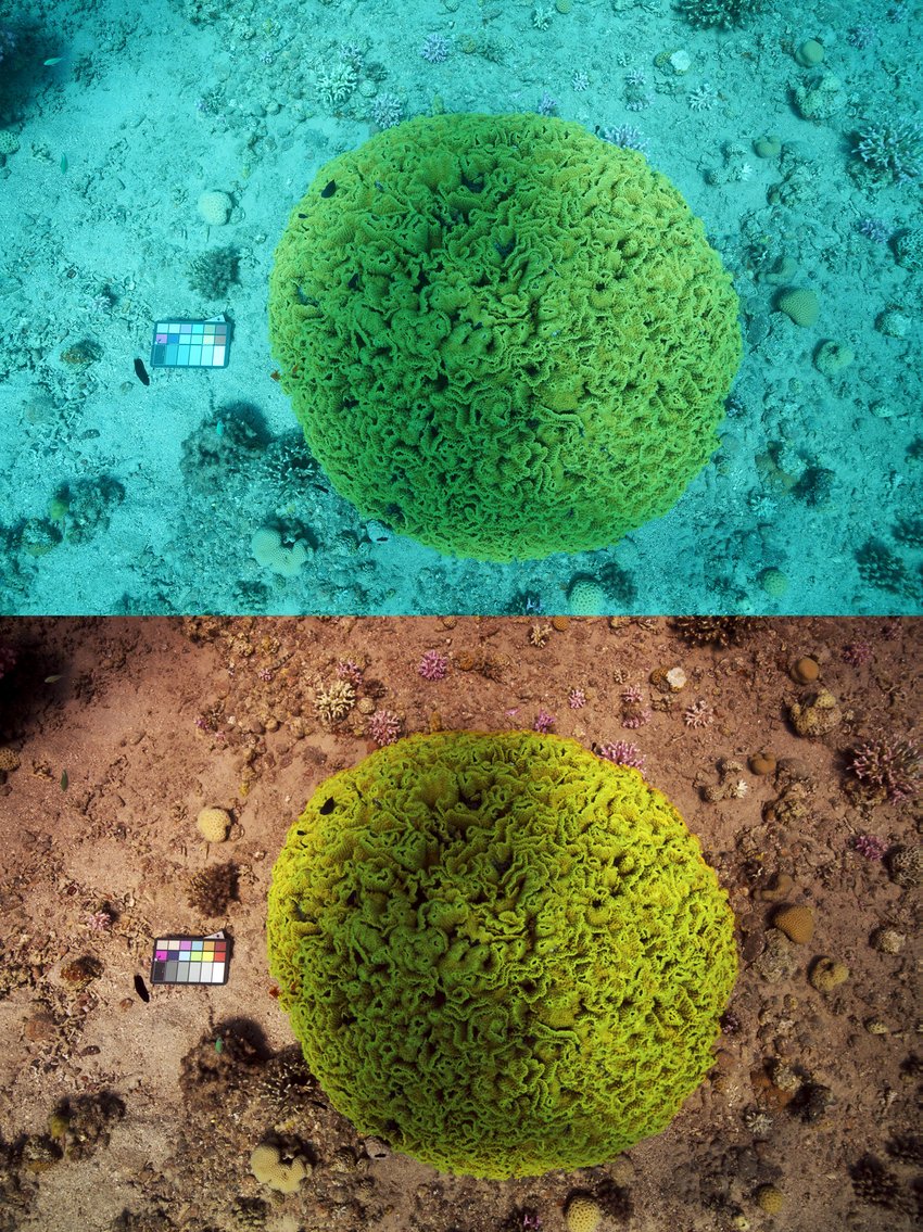 New Algorithm Removes Underwater Distortions for Clear Colorful Pictures New Algorithm Removes Underwater Distortions for Clear Colorful Pictures