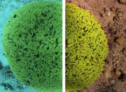 New Algorithm Removes Underwater Distortions for Clear Colorful Pictures