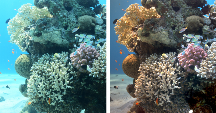 New Algorithm Removes Underwater Distortions for Clear Colorful Pictures New Algorithm Removes Underwater Distortions for Clear Colorful Pictures
