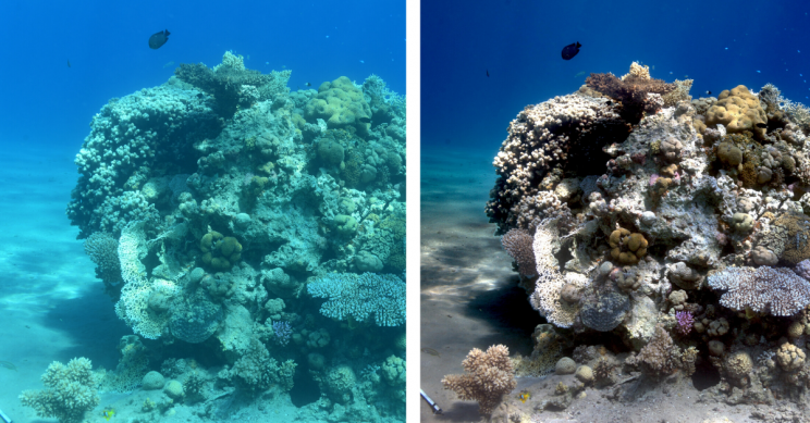 New Algorithm Removes Underwater Distortions for Clear Colorful Pictures New Algorithm Removes Underwater Distortions for Clear Colorful Pictures