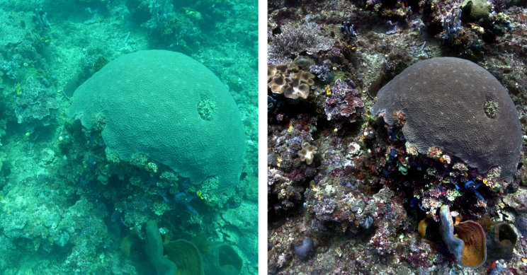 New Algorithm Removes Underwater Distortions for Clear Colorful Pictures New Algorithm Removes Underwater Distortions for Clear Colorful Pictures